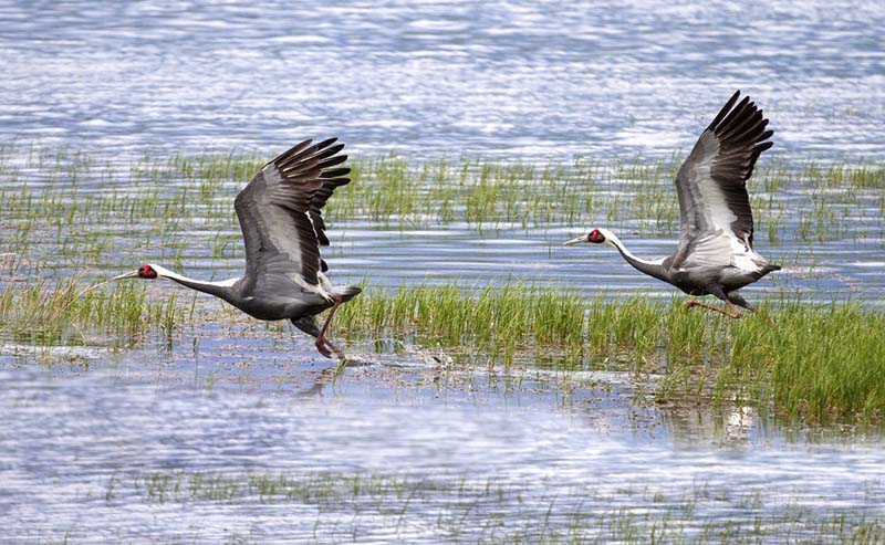 bird watching in mongolia